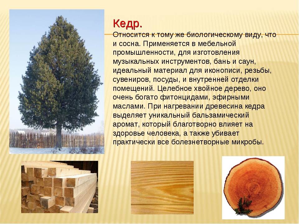 Пихта — вечнозеленое хвойное дерево