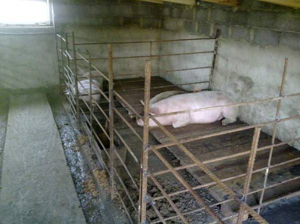 Обустройство и постройка сарая для свиней своими руками, материалы и способ строительства свинарника