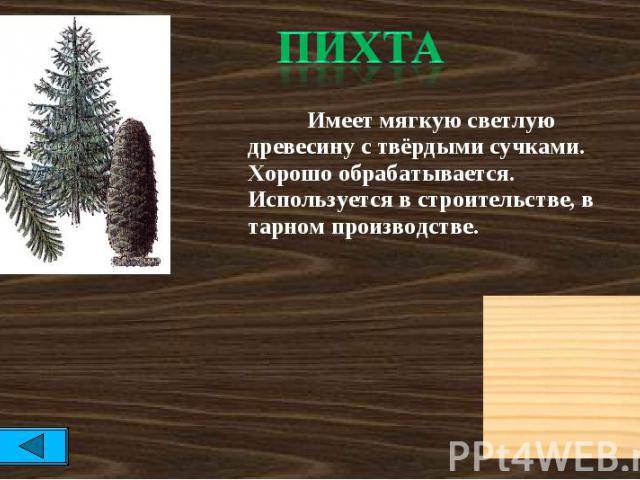 Пихта — фото и описание видов и сортов дерева, применение в ландшафтном дизайне