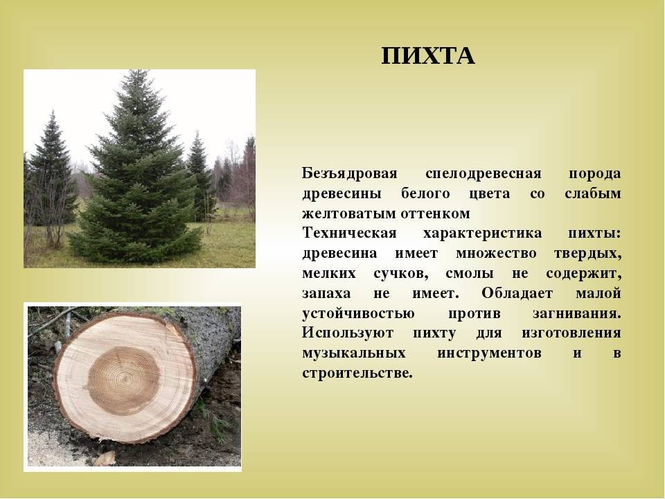Американцы строят дома из пихты, а мы нет – чей подход лучше
