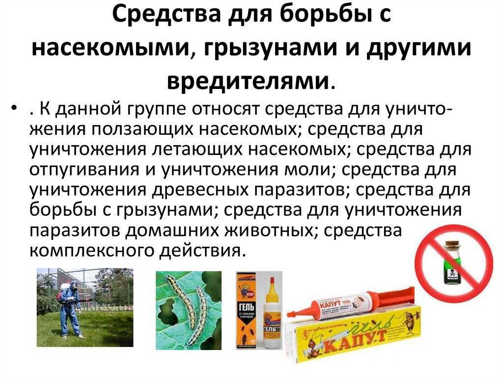 Народные способы травли и отпугивания крыс в частных домах и квартирах. как бороться с крысами в квартире