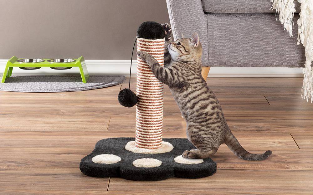 Как отучить кошку, кота, котенка драть, царапать мебель и обои