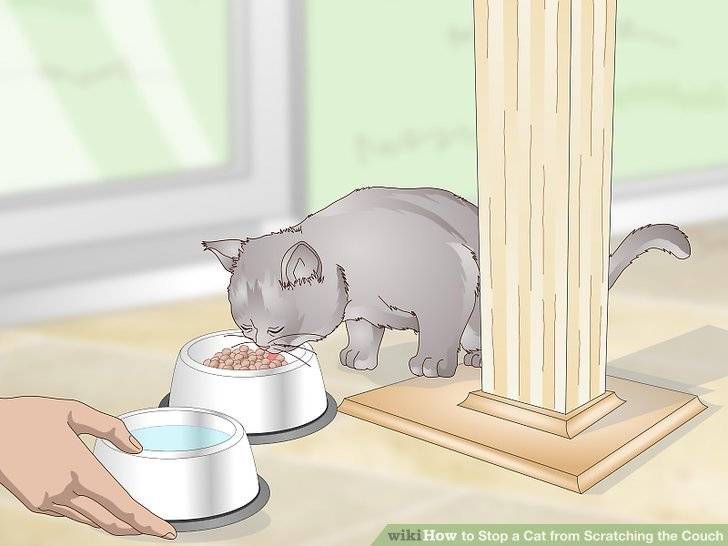 Как отучить кота драть обои: эффективные советы