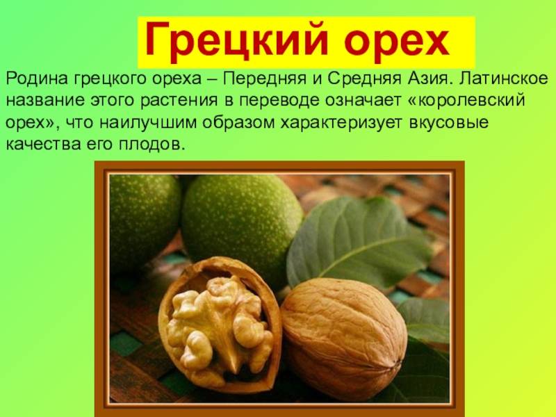 Грецкий орех: как выглядит и растет в природе