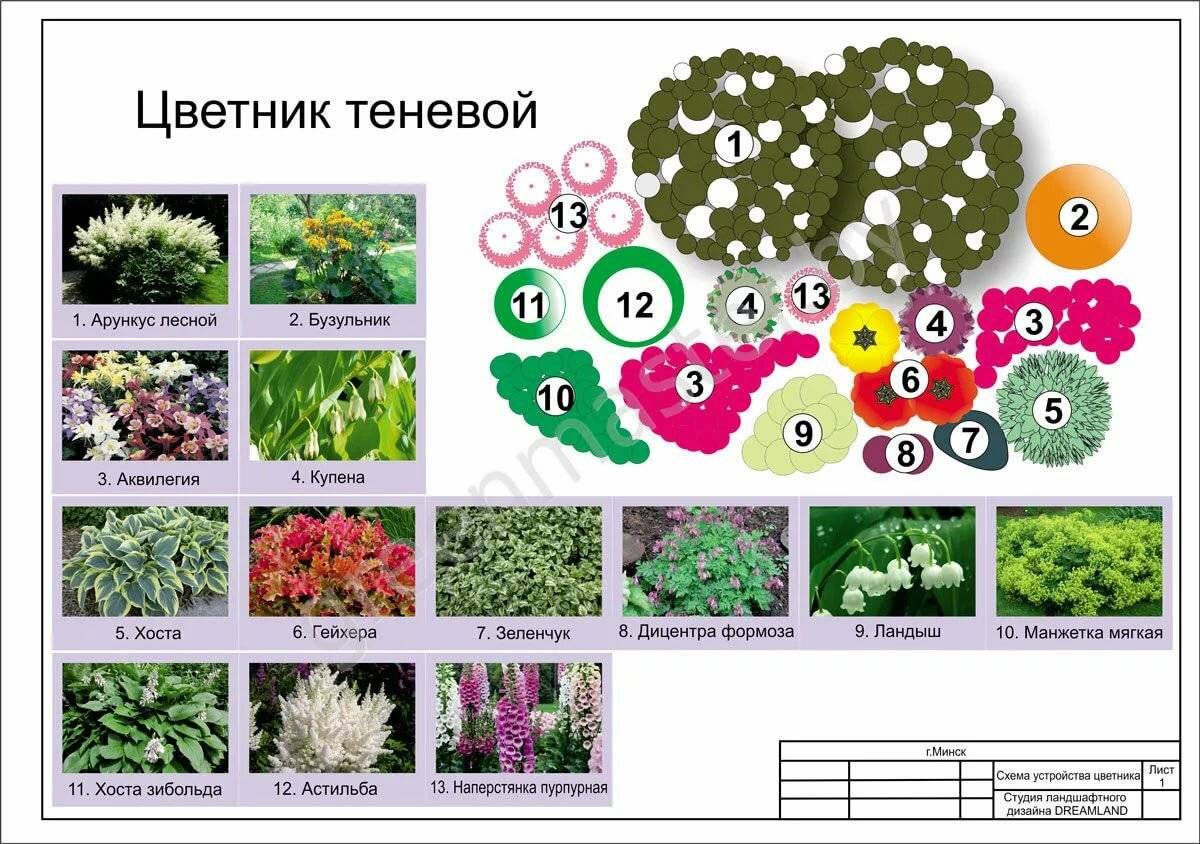 План посадки многолетних цветов