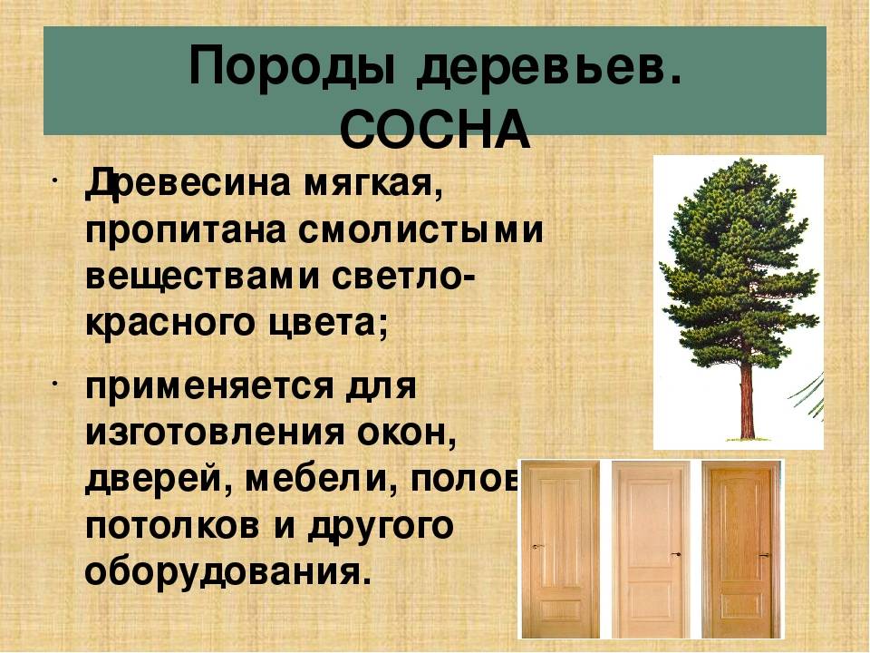 Виды древесины и характеристика пиломатериалов