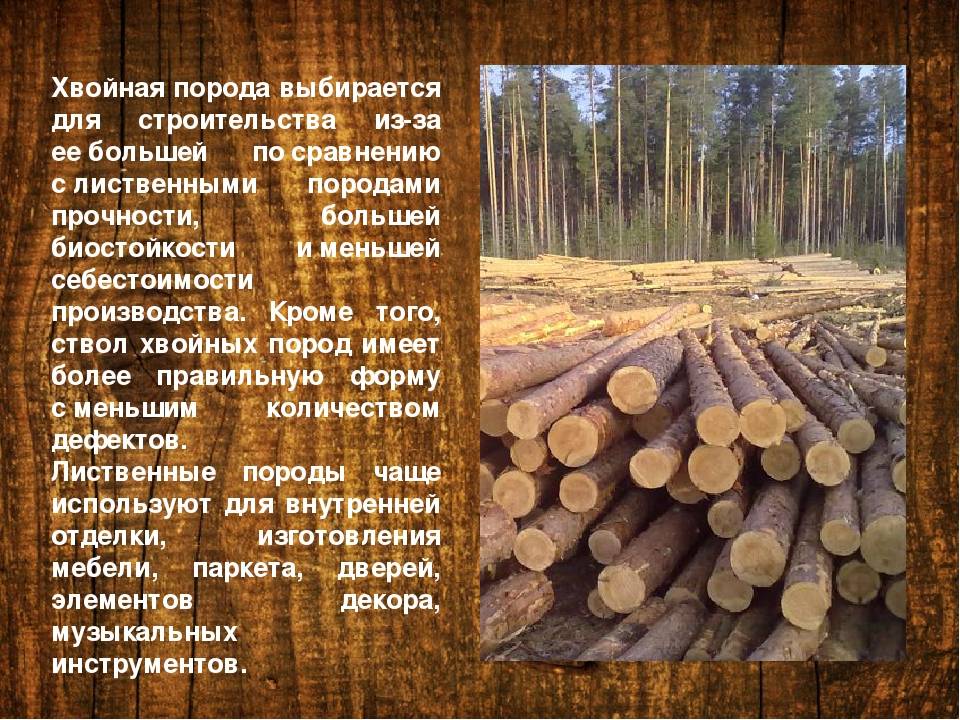 Разнообразие видов древесины, их свойства