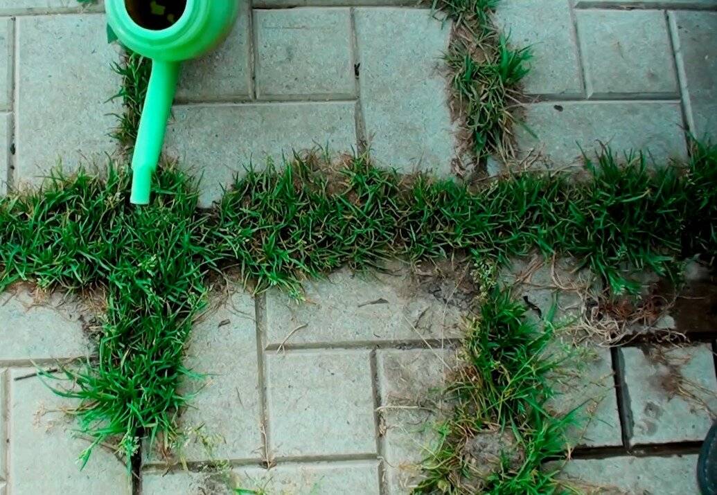 Чтоб корня твоего здесь не было! избавляемся от сорняков на участке