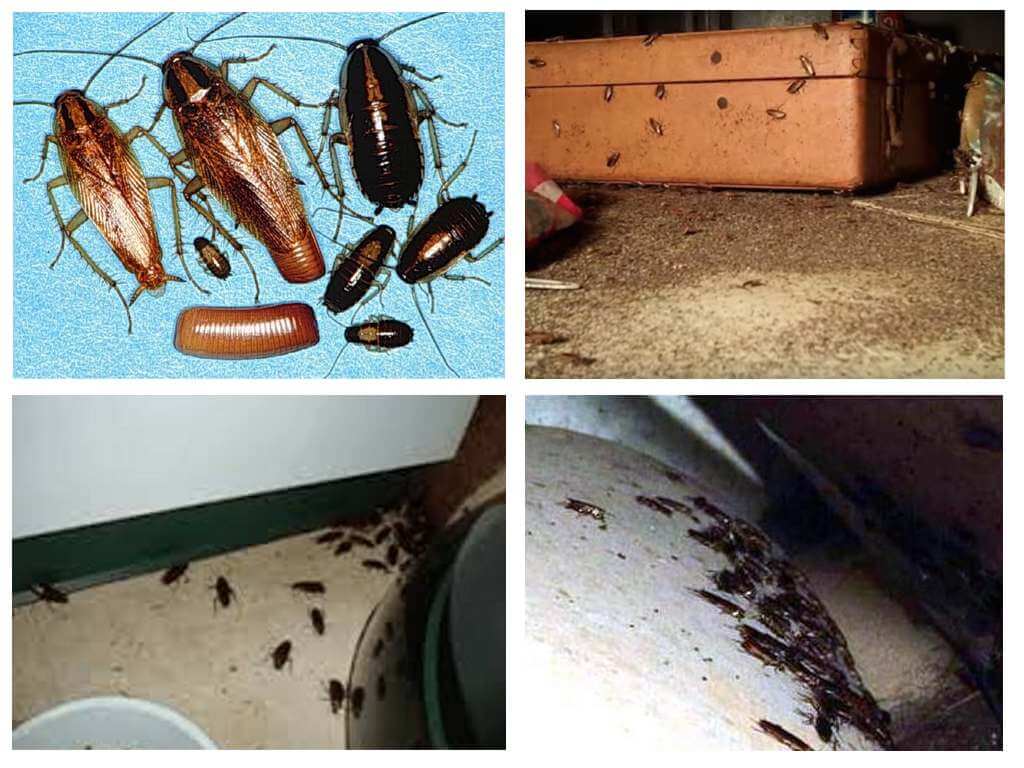 Как вывести тараканов из квартиры быстро и навсегда