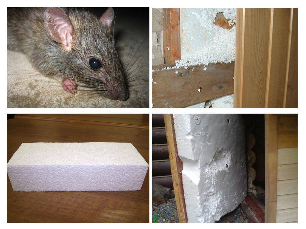 Как избавиться от мышей в каркасном доме: лучшие способы борьбы и профилактики