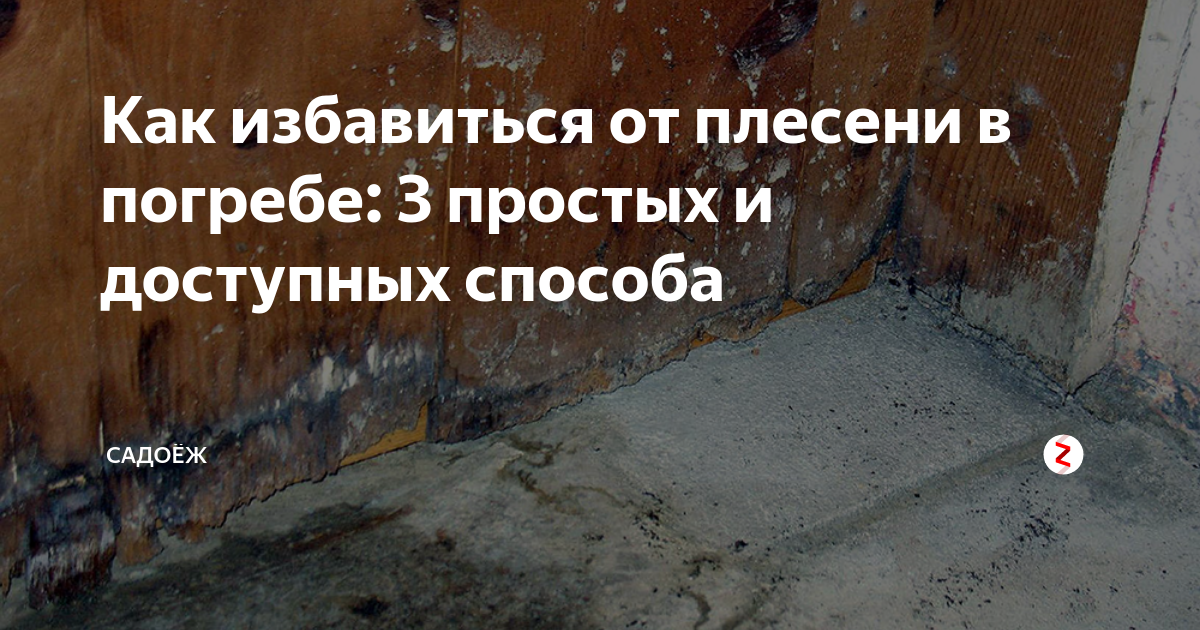 Что делать, если появилась плесень в подвале – лучшие методы борьбы с грибком