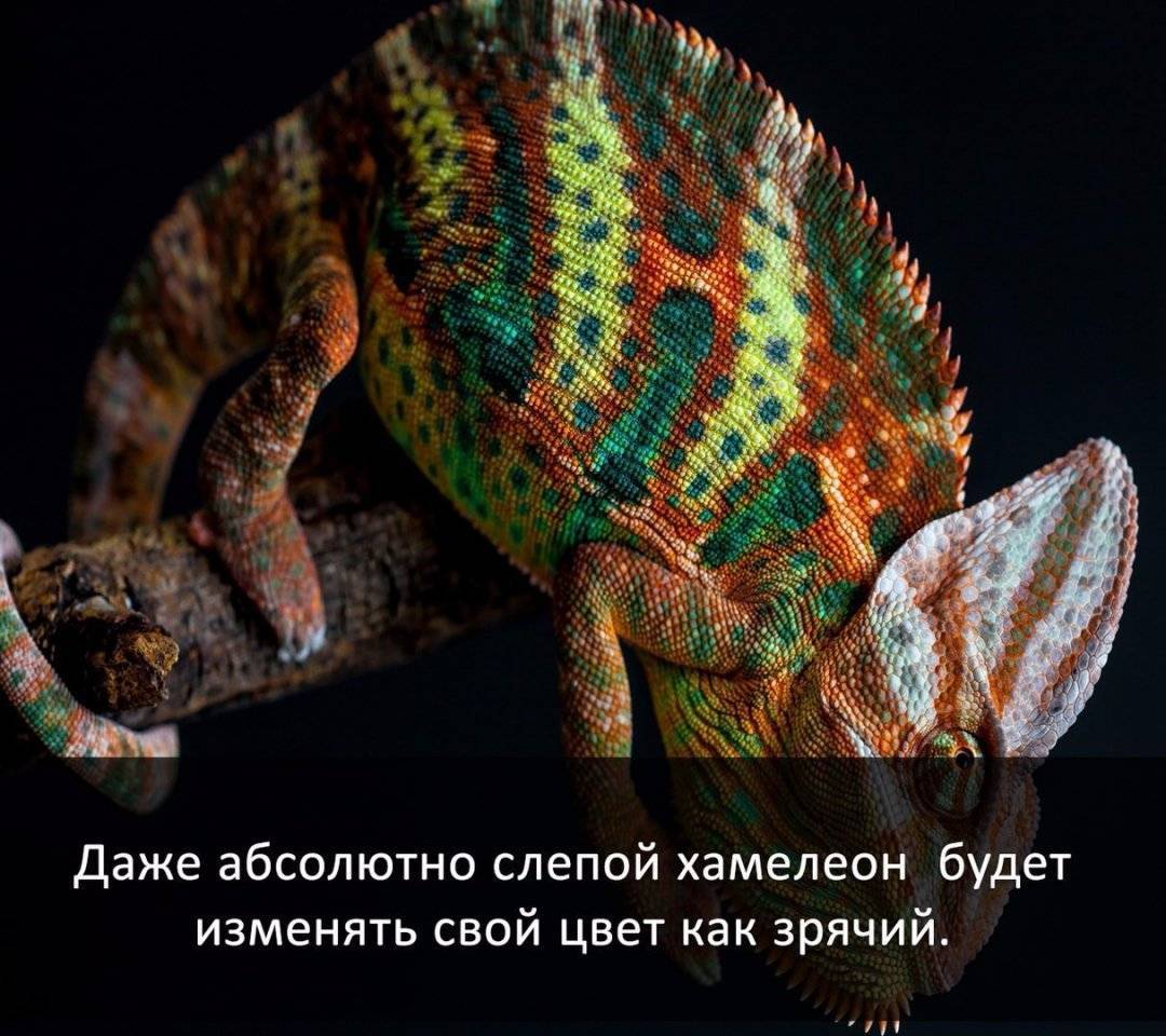 Интересные факты с картинками
