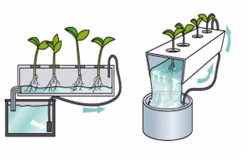 Гидропонный метод выращивания цветочных культур презентация