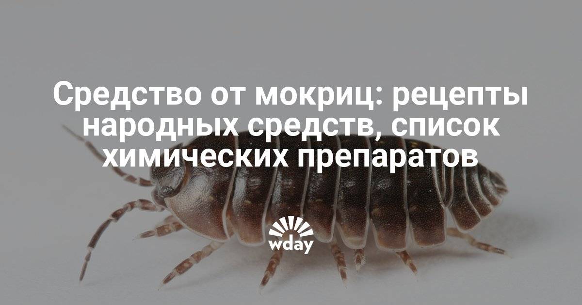 Как избавиться от мокриц в квартире или частном доме – проверенные средства