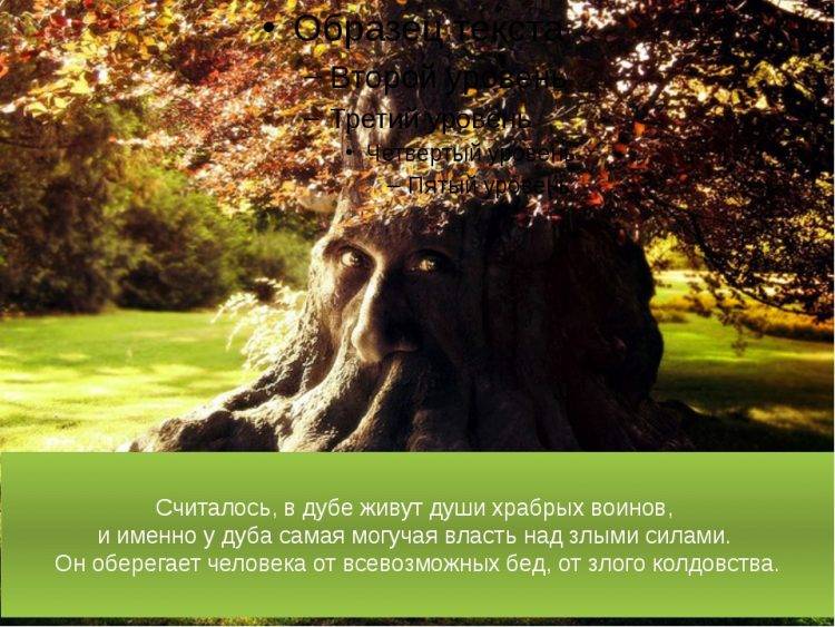 Интересные факты о дереве дуб | vivareit