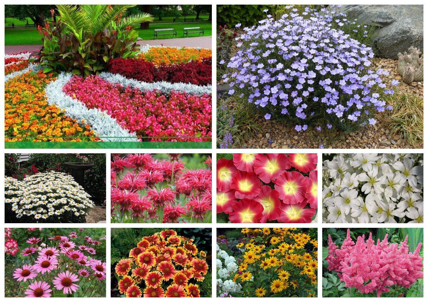 Многолетние цветы для клумбы фото и названия которые цветут