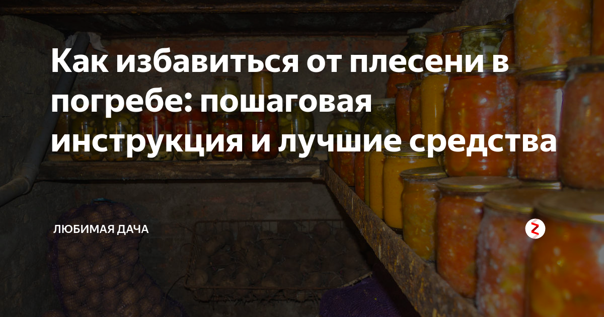 Чем обработать погреб от плесени. Средство от плесени в погребе. Плесень в подвале. Как в погребе плесень убрать. Средство от белой плесени в погребе.