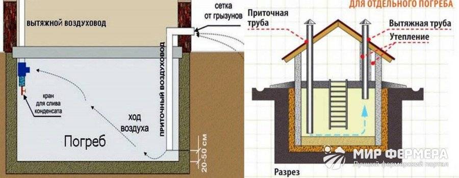 Причины подвальных блох в многоквартирном и частном доме, куда обращаться?