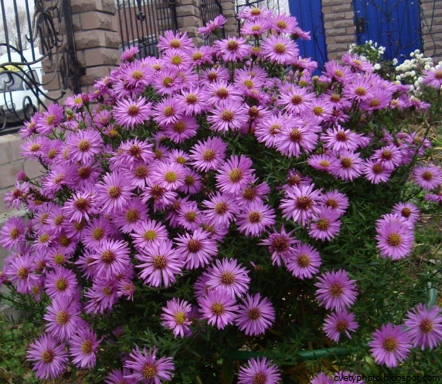 Фото многолетних цветов садовых цветов
