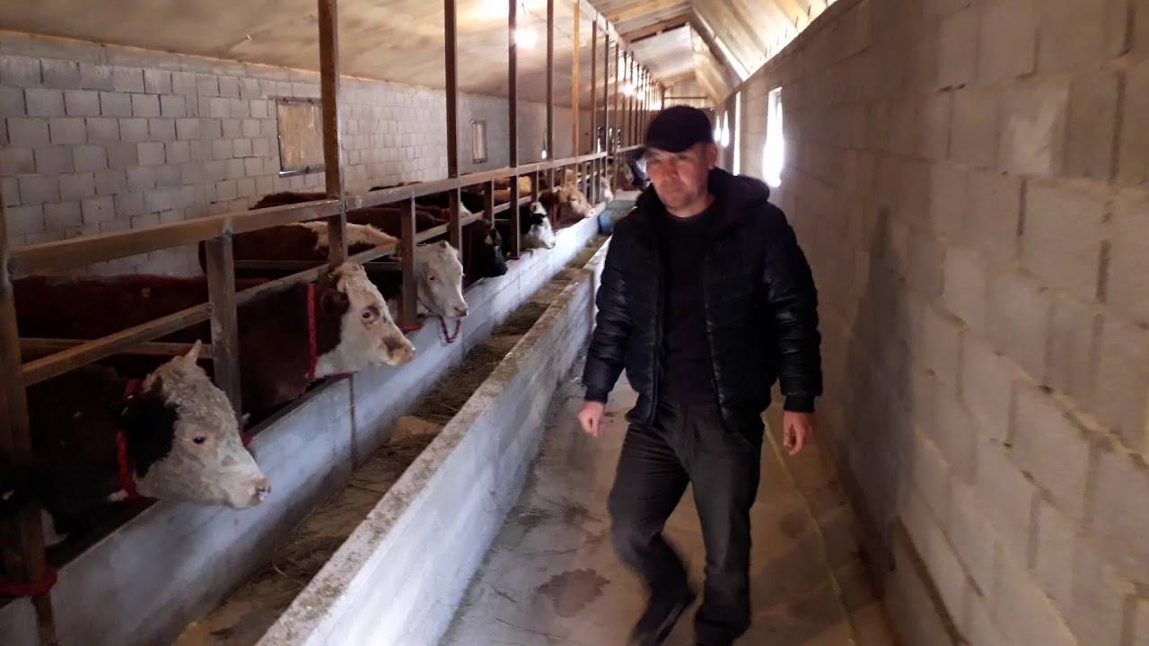 Сарай для быков (33 фото): размер стойла и особенности строительства своими руками, как сделать загон для выгула, как построить удобный хлев