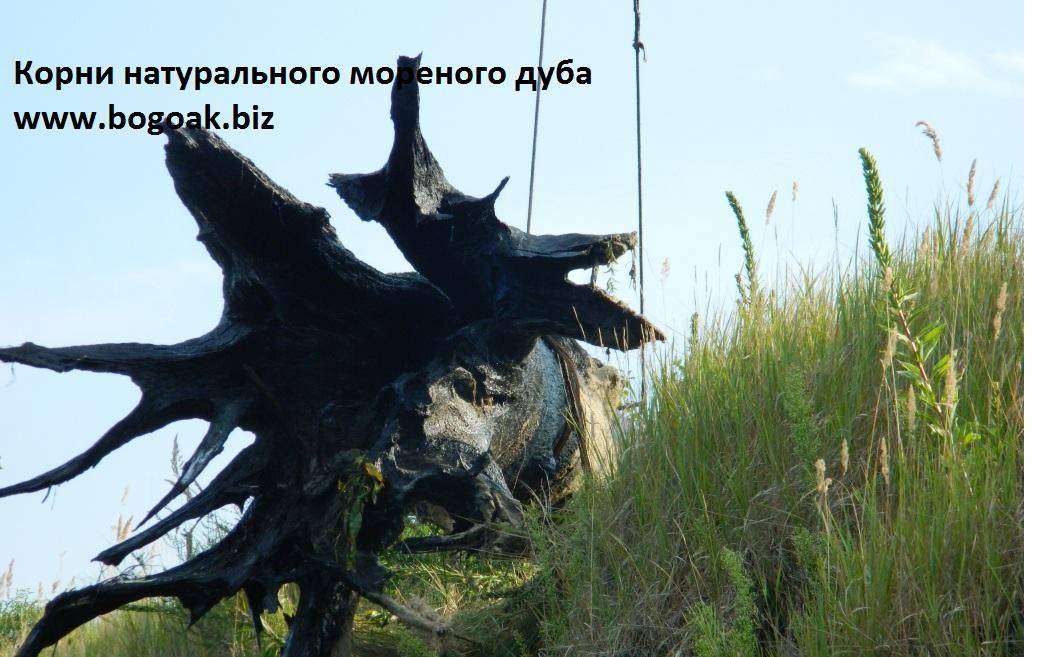Моренный дуб. как сделать мореный дуб в домашних условиях. самый дорогой кофе в мире