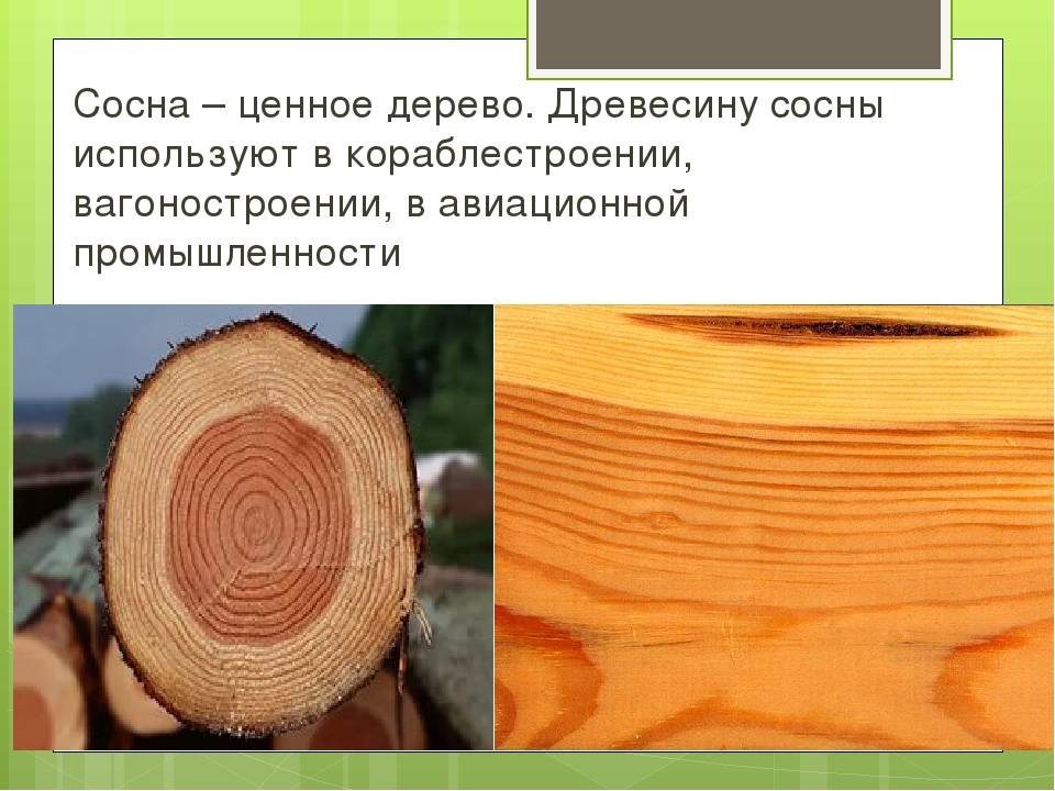 Дерева можно применять для. Сосна качество древесины. Сосна обыкновенная древесина. Порода древесины сосна. Описание древесины сосны.