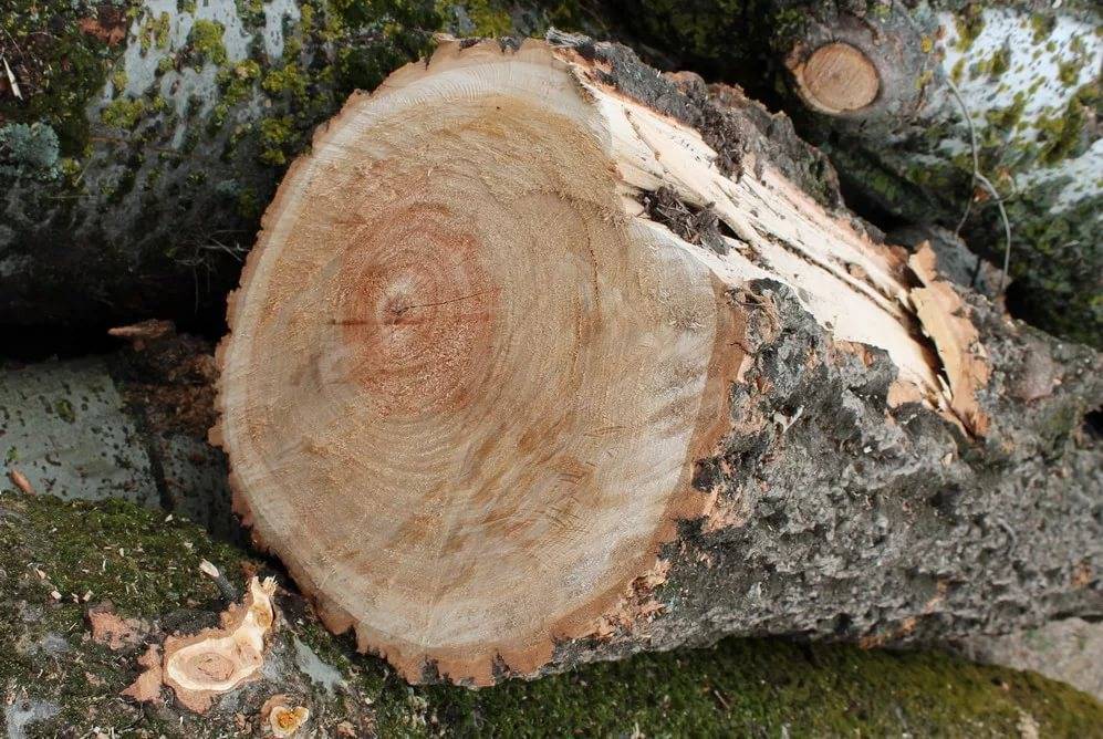 Породы деревьев какие лучше использовать для стлярных работ