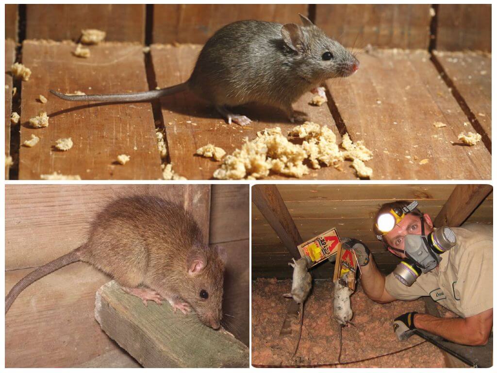 Что можно домашним мышам. Мыши в доме. Домик для мышей. Мышь Подвальная. Мышь в квартире.