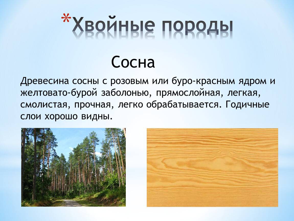 Виды сосны, их описание, а также характеристики древесины