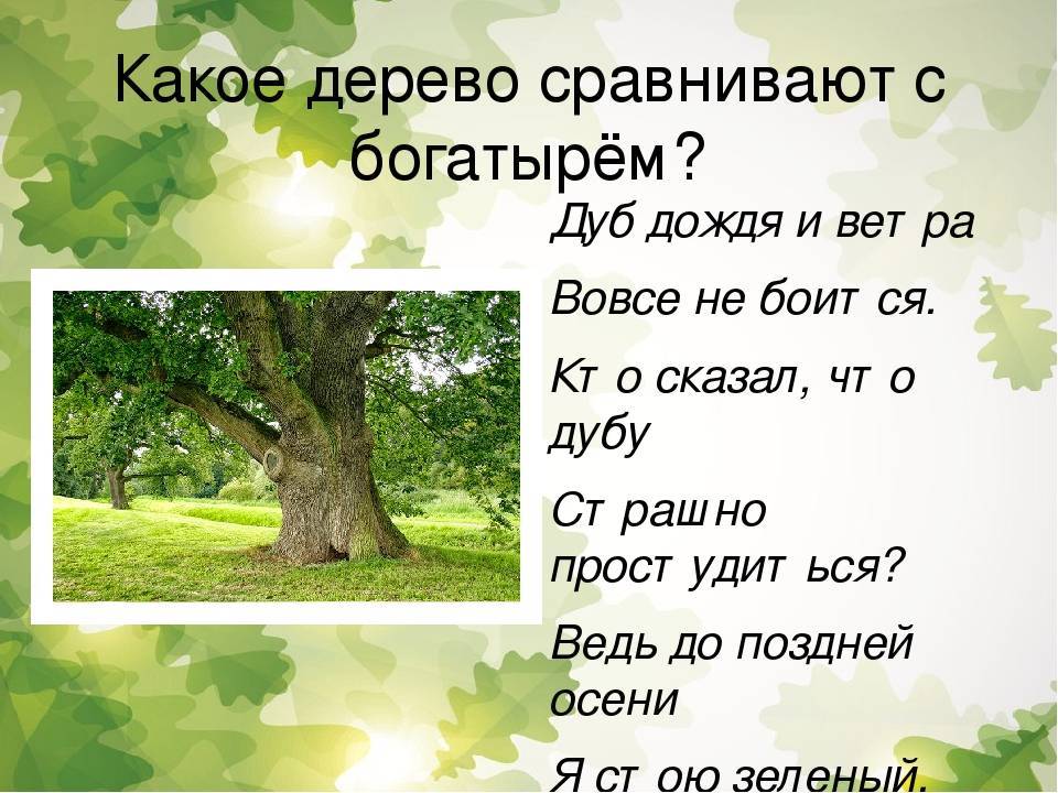Дуб: описание, виды, размножение и уход