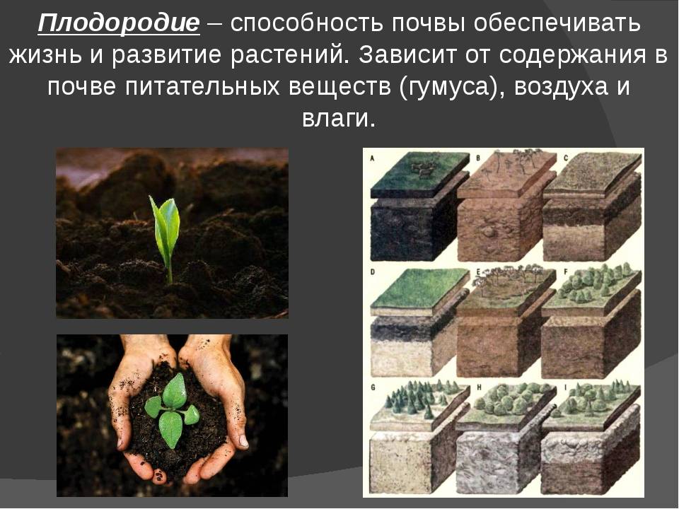 Как провести анализ почвы