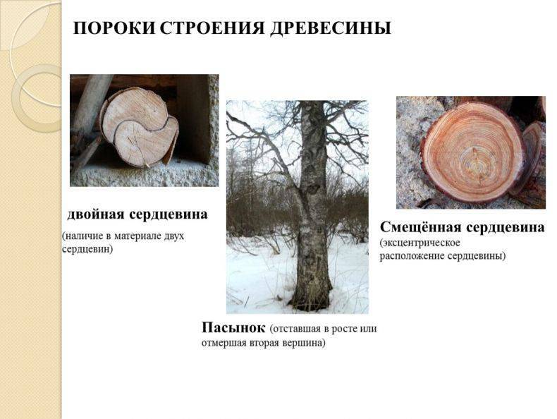 Породы древесины: таблица, виды, классификация