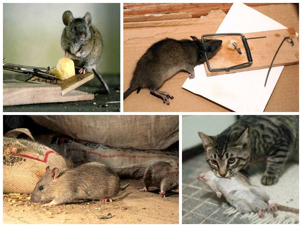 Избавиться от домашних мышей. Мыши в доме. Мышка в квартире. Борьба с мышами в частном доме. Крысы в доме.