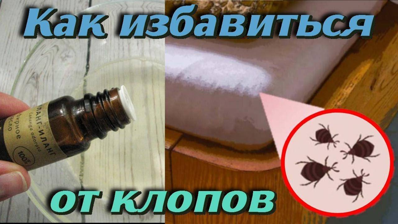 Как вывести клопов в домашних условиях - все известные народные способы своими руками