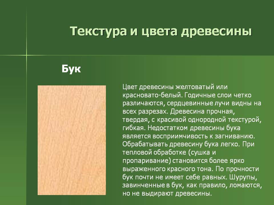 Благодаря дереву свойств. Бук древесина. Текстура древесины цвета. Бук цвет древесины. Бук описание материала.