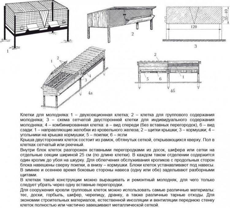 О содержании и разведении кроликов в вольерах: подробный опыт для начинающих