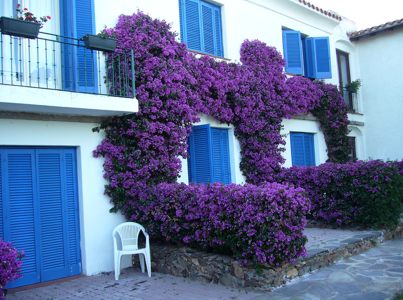 Вьющийся цветок садовый с фиолетовыми цветами название фото