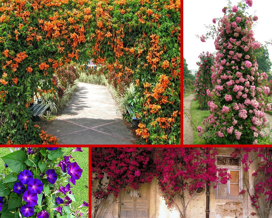 Садовые вьющиеся цветы многолетники каталог с фотографиями и названиями