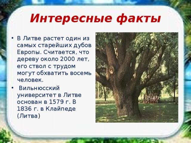 Древесина дуба: свойства и характеристики, плотность, цвета (фото)