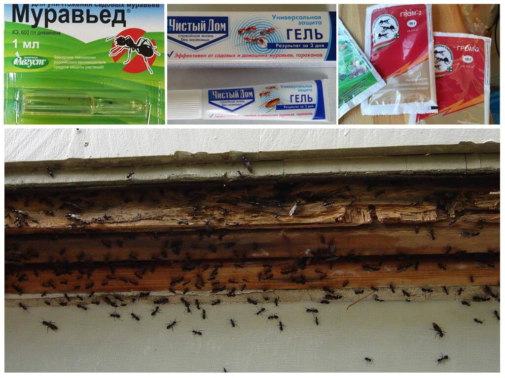 Как избавиться от короеда в бане