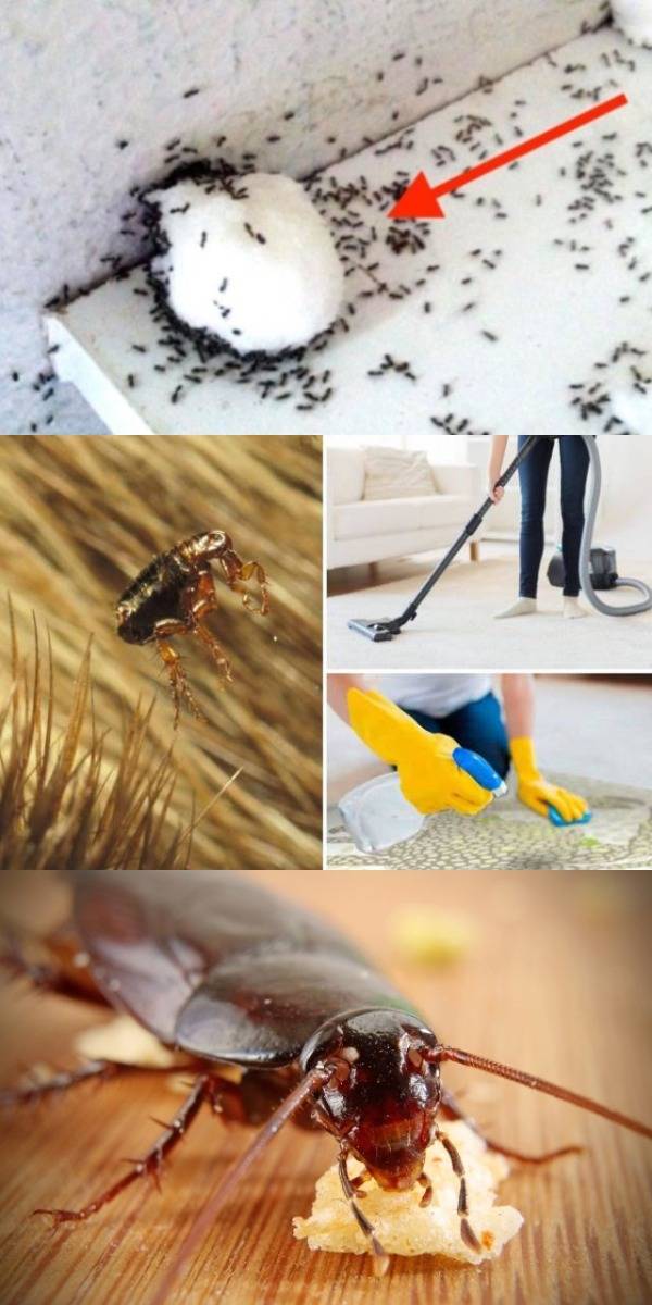 Как избавиться от насекомых в вашем доме с помощью заговоров