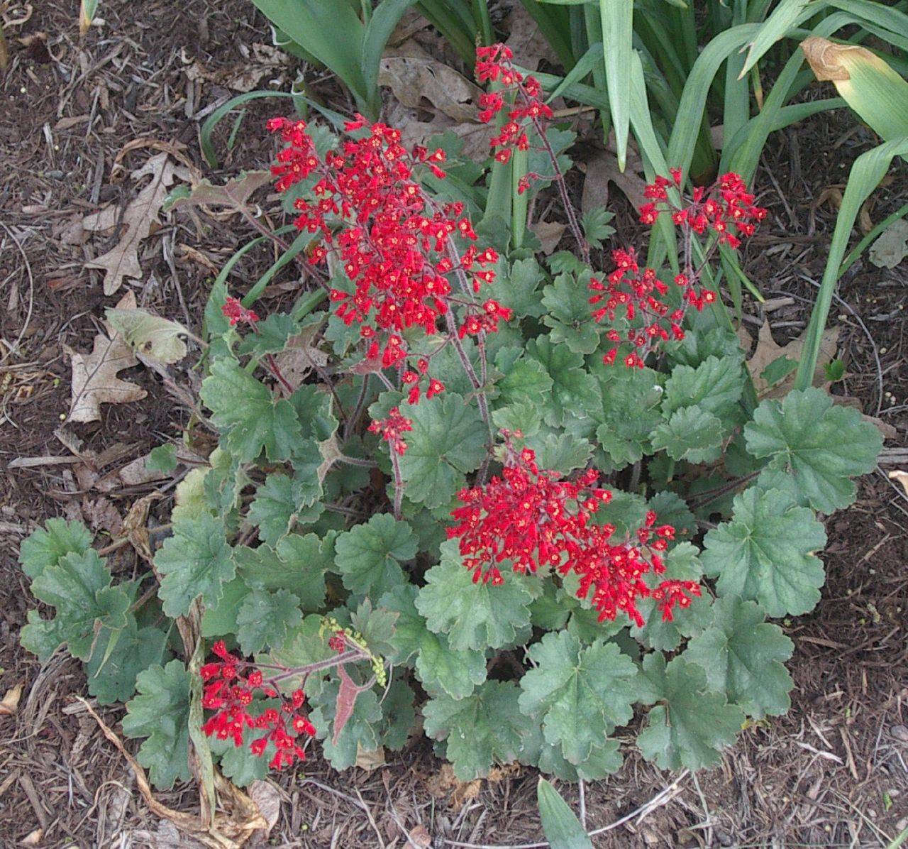 Гейхера посадка и уход. Гейхера кроваво-красная. Гейхера (Heuchera) sanguinea. Гейхера Ruby Bells. Гейхера Heuchera Ruby Bells.