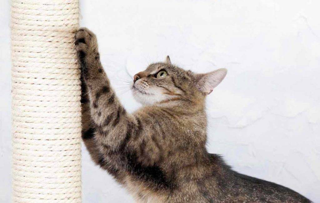 Как отучить кошку драть обои и мебель, основные причины и что делать