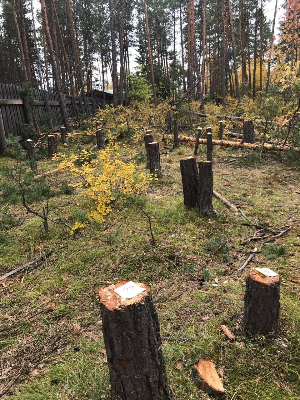 Оштрафовали в лесу. Вырубка лесов. Вырубка деревьев. Незаконная вырубка леса. Рубка леса.