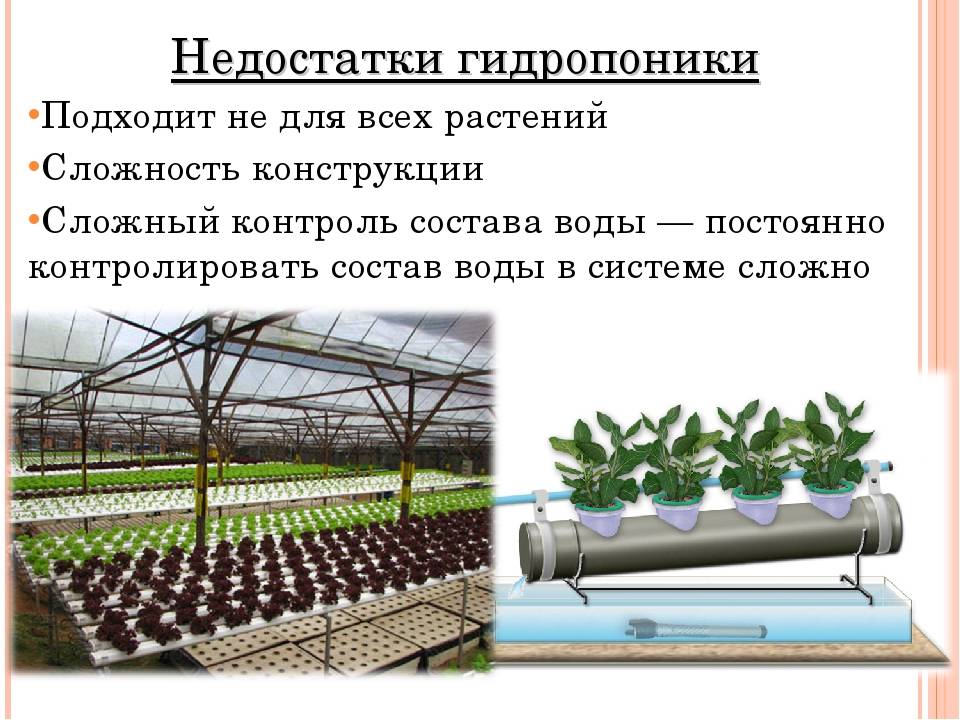 Проект по биологии выращивание растений в домашних условиях