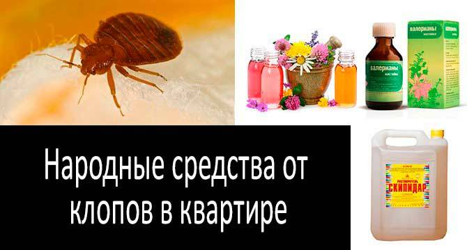 Дезинфекция и дезинсекция в квартире самостоятельно