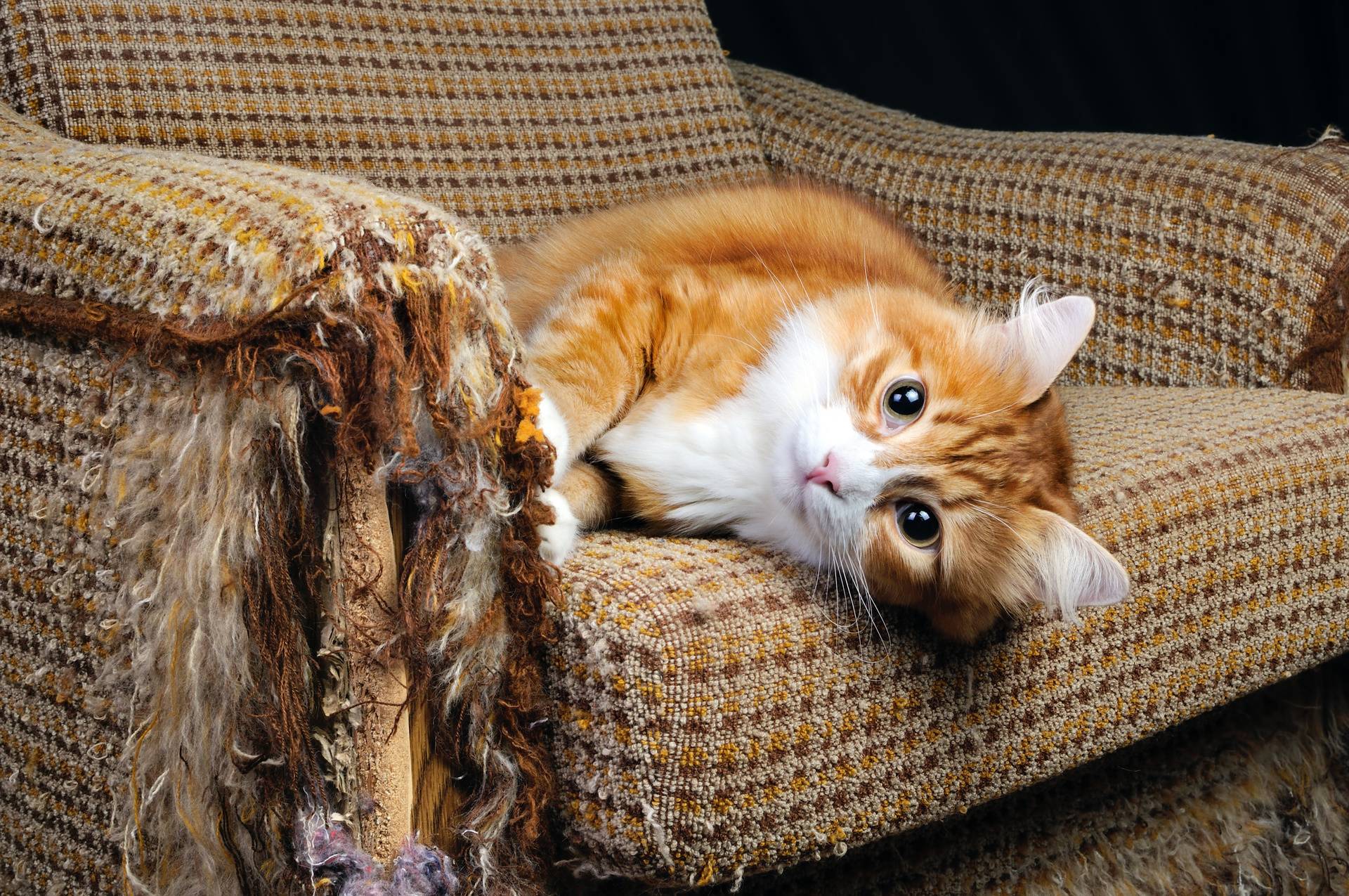 Как отучить кошку драть обои и мебель | кот и кошка