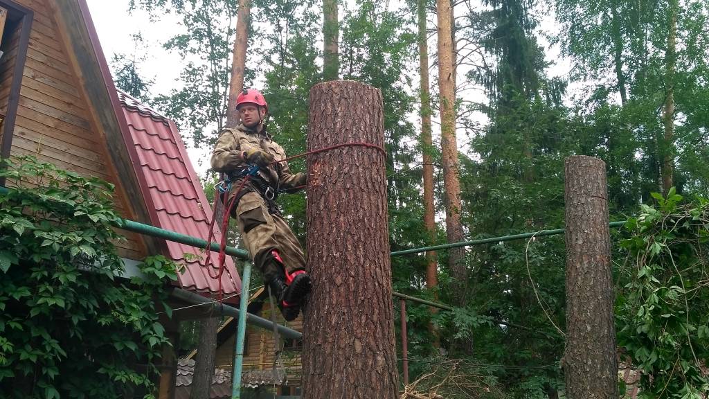 Спилить дерево на своем земельном участке - закон о вырубке деревьев