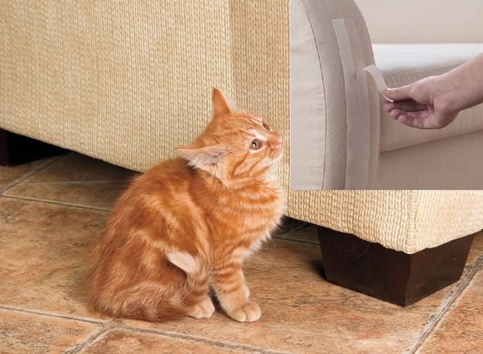 Как защитить обои и мебель от кота или кошки