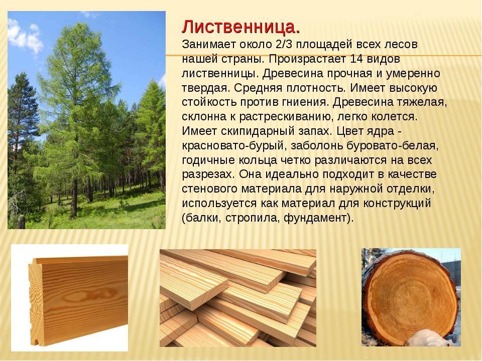 Вагонка для бани, какая древесина лучше: липа, осина или ольха